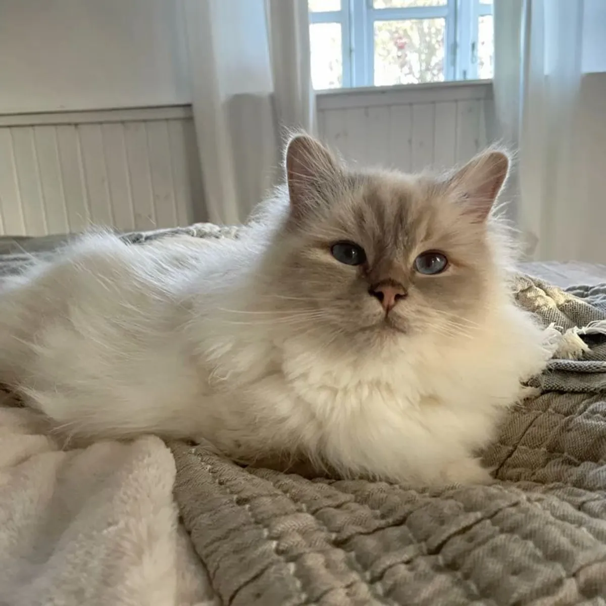 西伯利亚猫公猫可配种