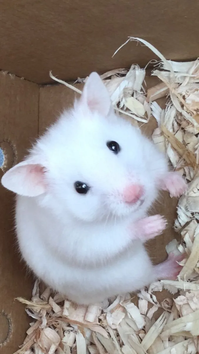 罗马尼亚仓鼠提供配种