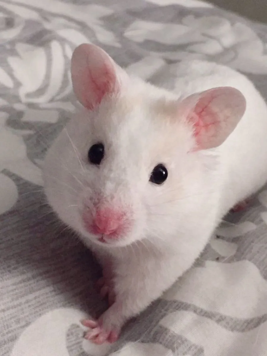 罗马尼亚仓鼠提供配种