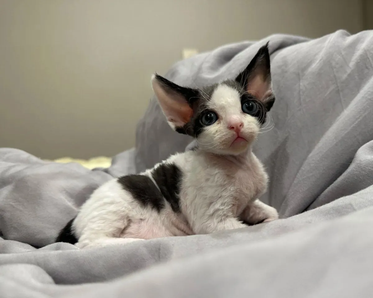 出售健康可爱的Minskin猫