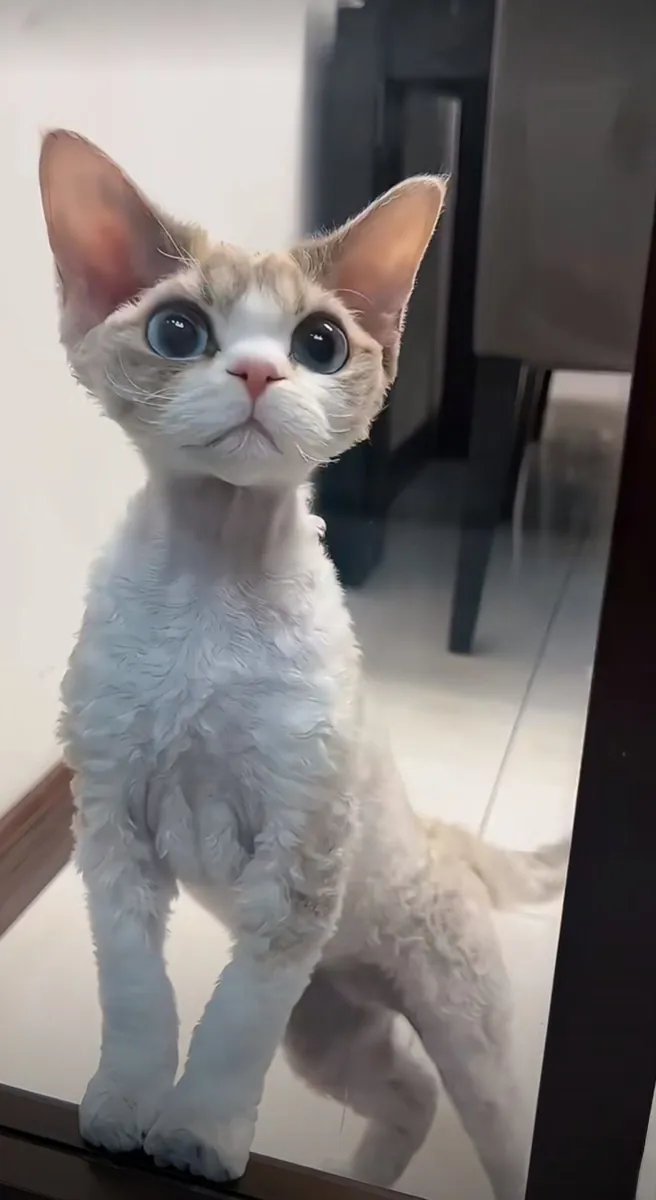 出售健康可爱的Minskin猫