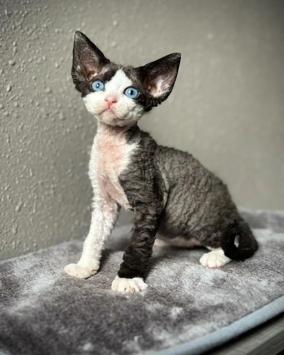 出售健康可爱的Minskin猫