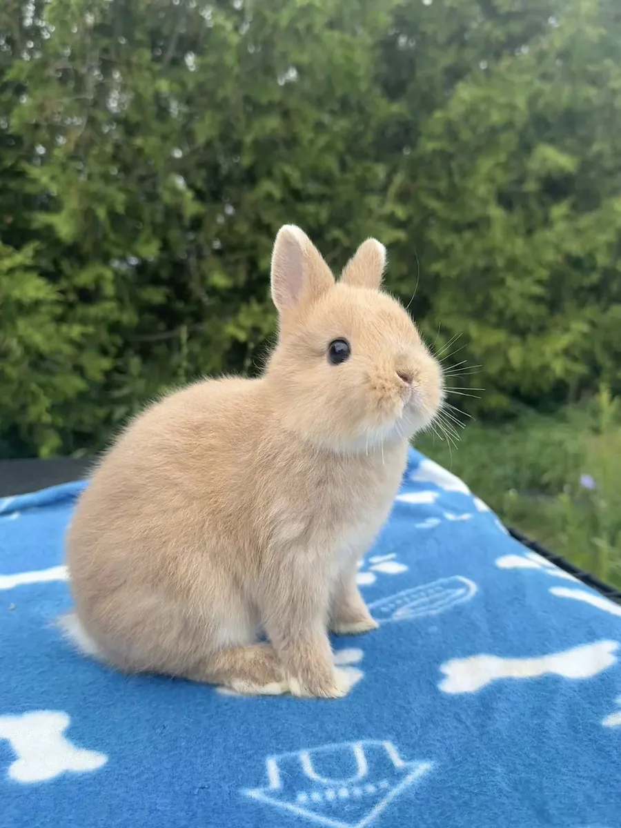 荷兰侏儒兔免费领养