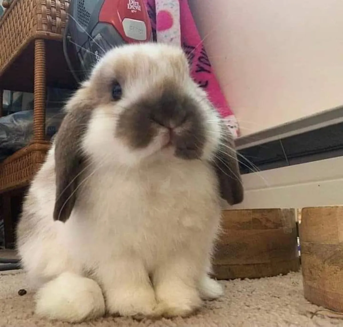 Ev ortamında büyümüş Holland Lop ücretsiz sahiplendirme