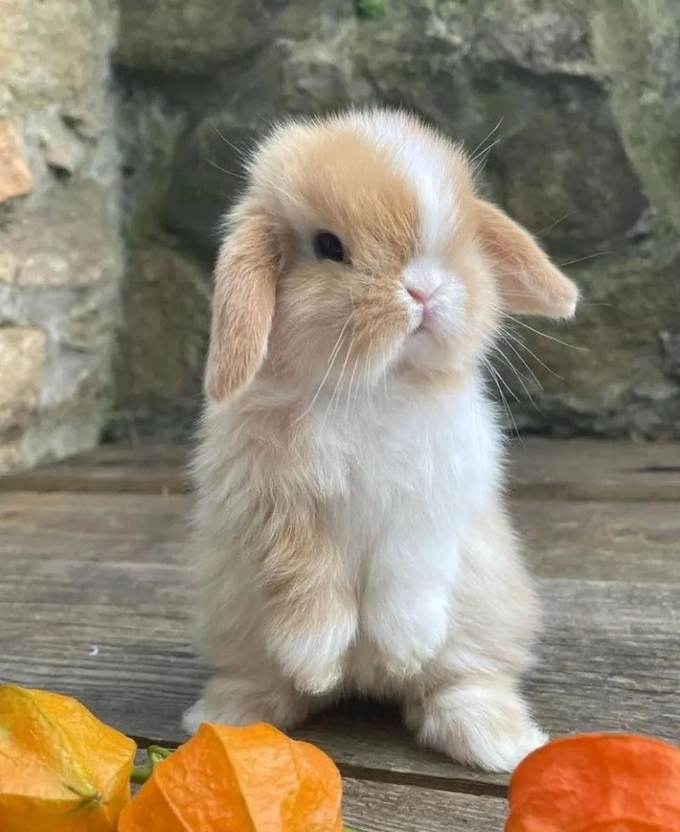 Mini Lop, élevé en intérieur, disponible à l'adoption gratuite.