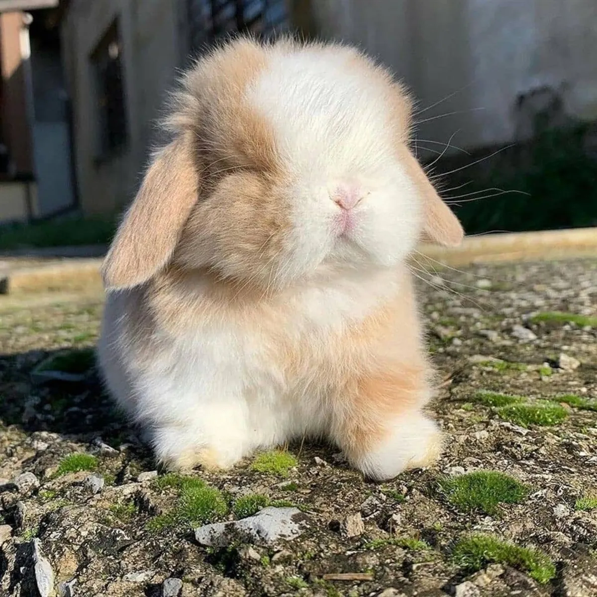 Mini Lop, élevé en intérieur, disponible à l'adoption gratuite.