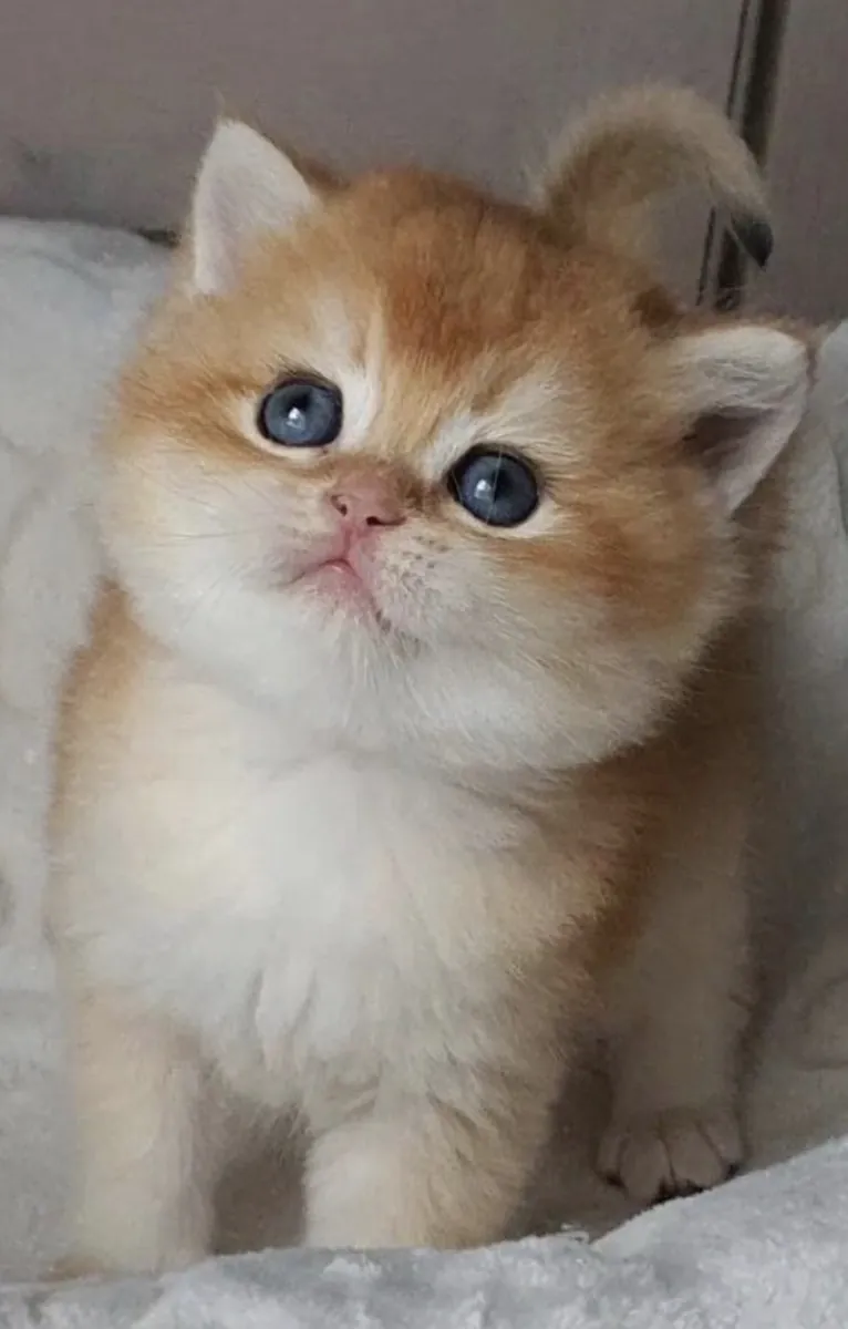 Dünya tatlısı British shorthair golden yavrumuz