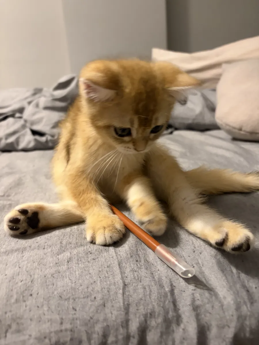 Dünya tatlısı British shorthair golden yavrumuz