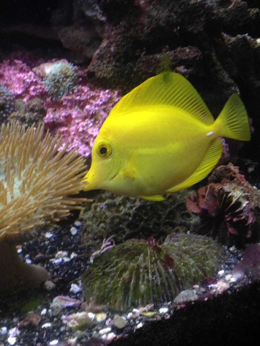Missing Yellow Tang (Zebrasoma flavescens) – accidentally released during tank maintenance