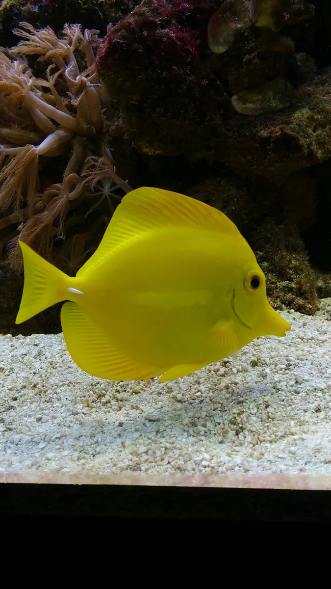 Missing Yellow Tang (Zebrasoma flavescens) – accidentally released during tank maintenance
