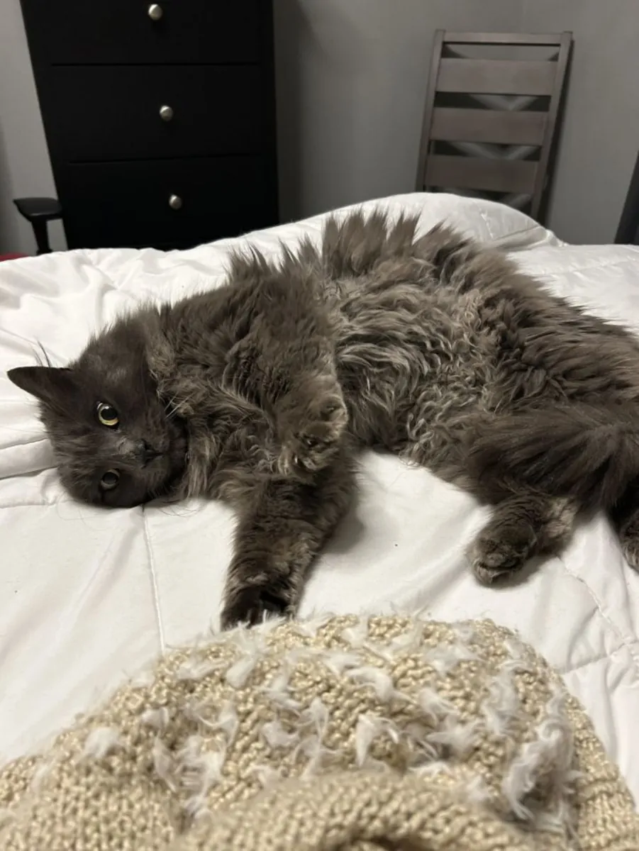 我们不得不把我们高贵的尼贝隆猫送养。