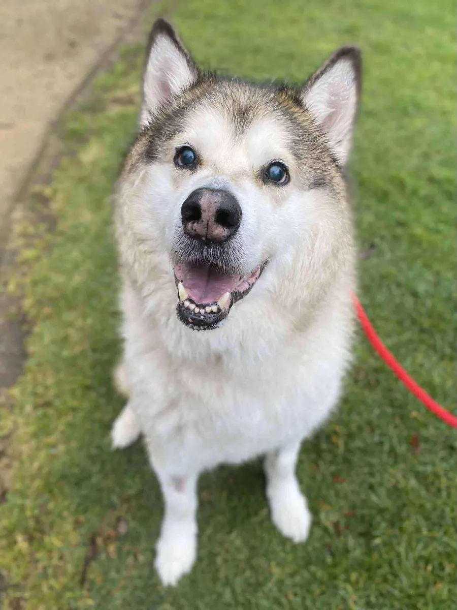 新婚夫妇可免费领养哈士奇