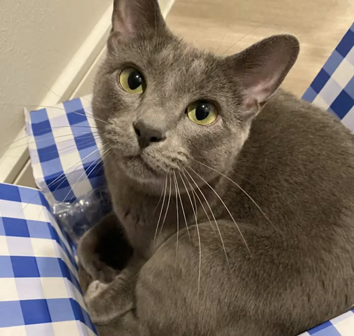 Our Russian Blue Cat “Blue” is Missing – Attention Anyone Seeing