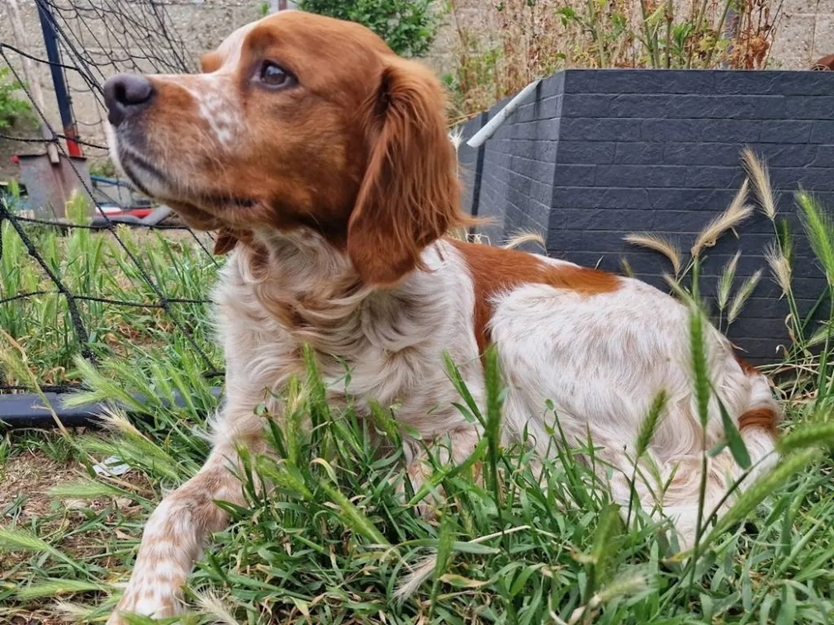 Cane Coso ve Brittany Spaniel ile Beagle kırması