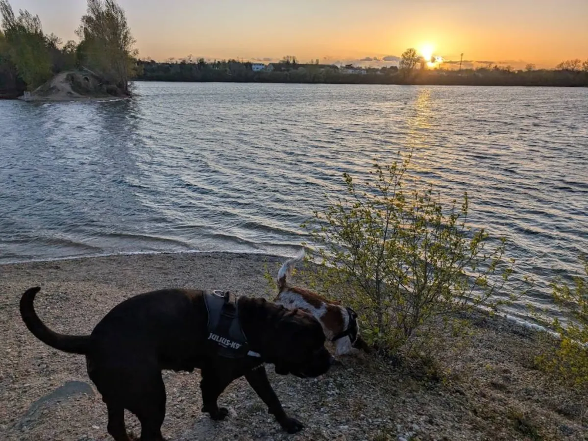 Cane Coso ve Brittany Spaniel ile Beagle kırması