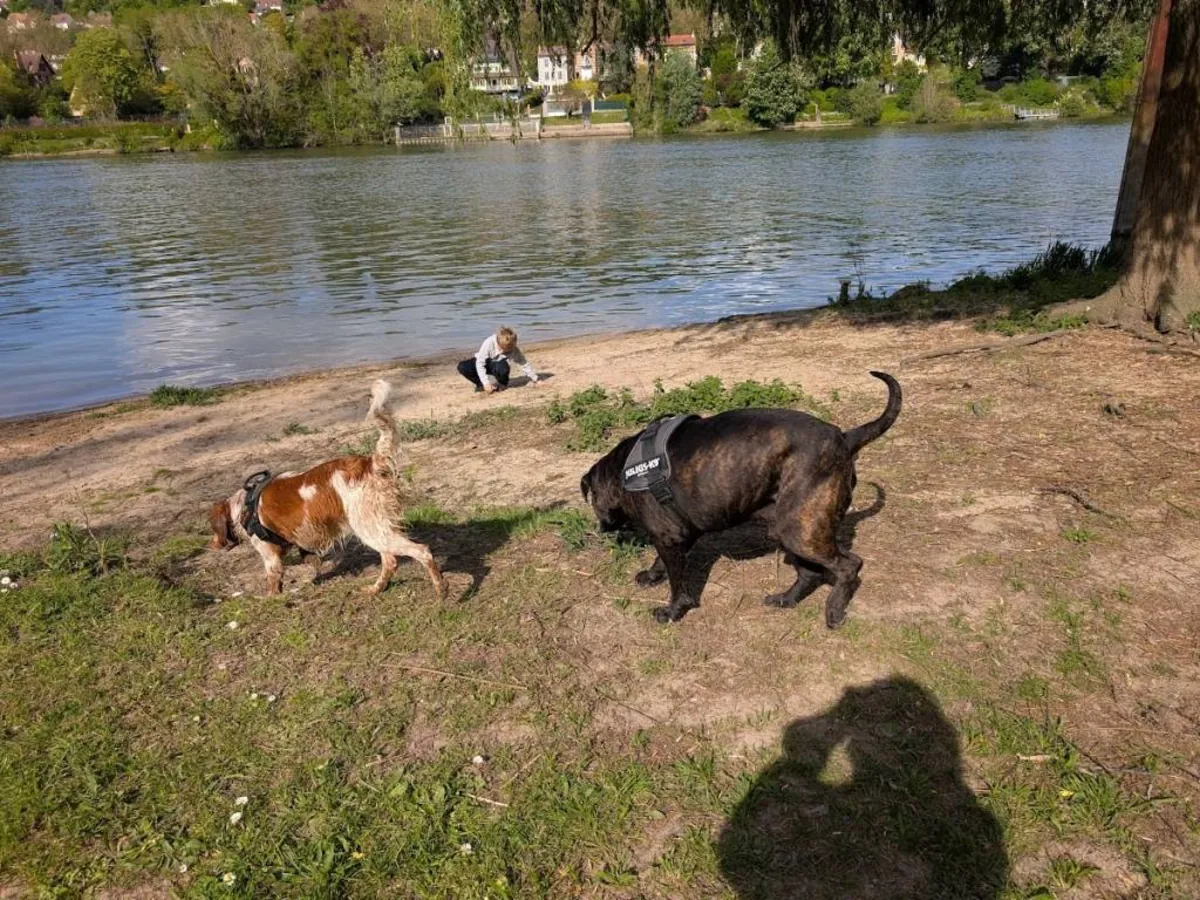 Cane Coso ve Brittany Spaniel ile Beagle kırması