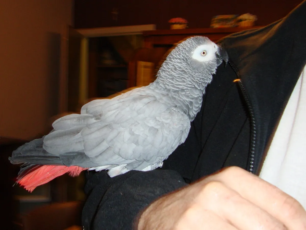 Magnifique Gris du Gabon 