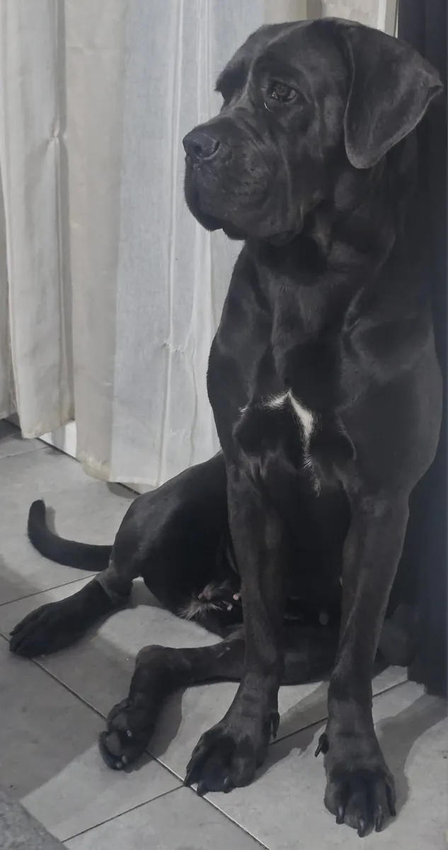Female cane corso