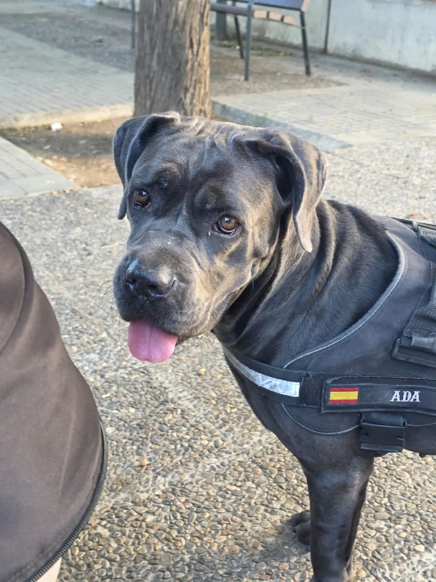 Female cane corso