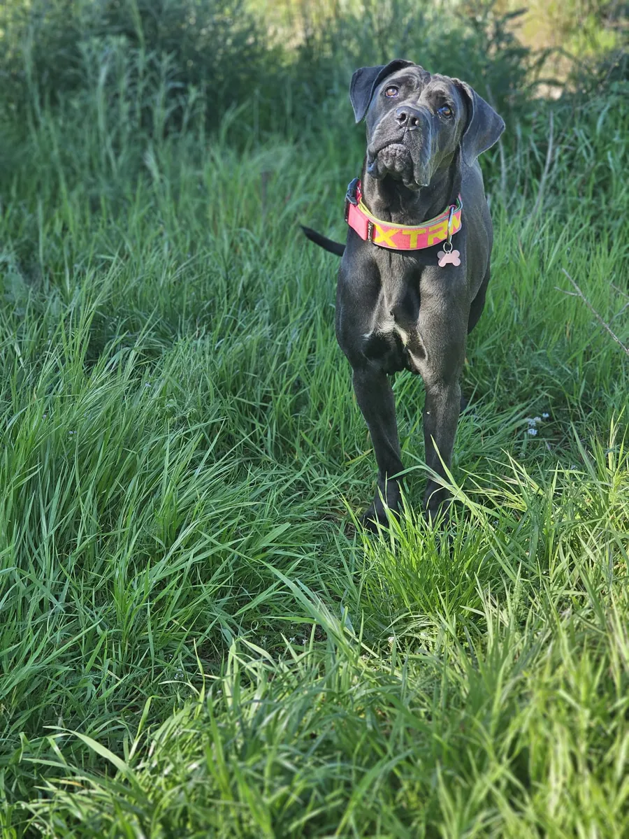 Female cane corso