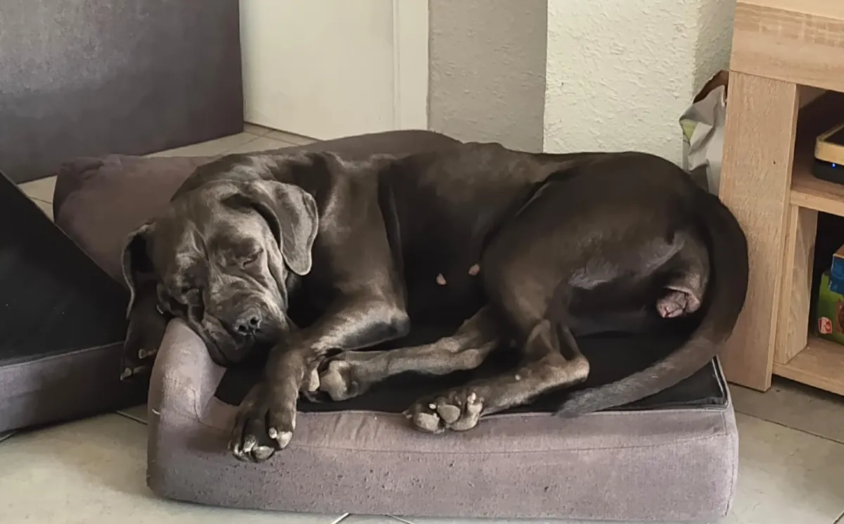 Female cane corso