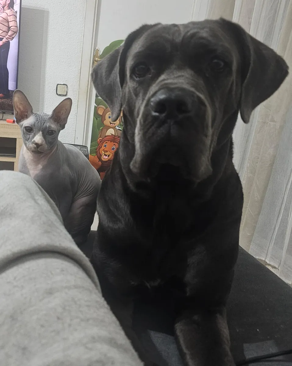 Female cane corso