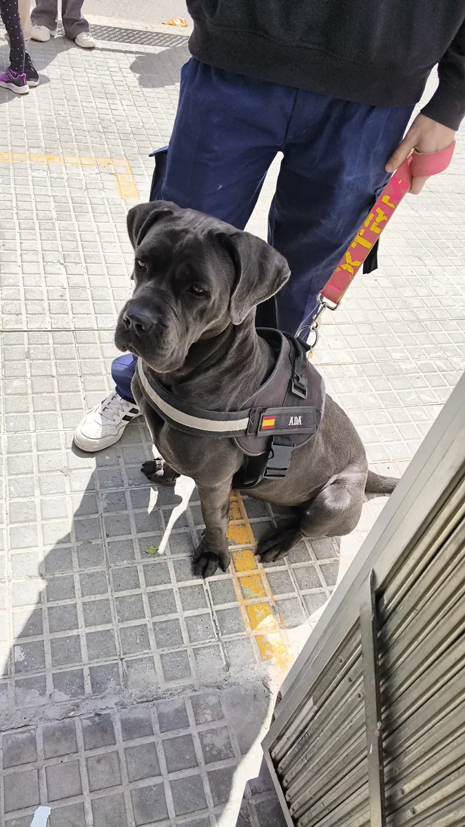 Female cane corso