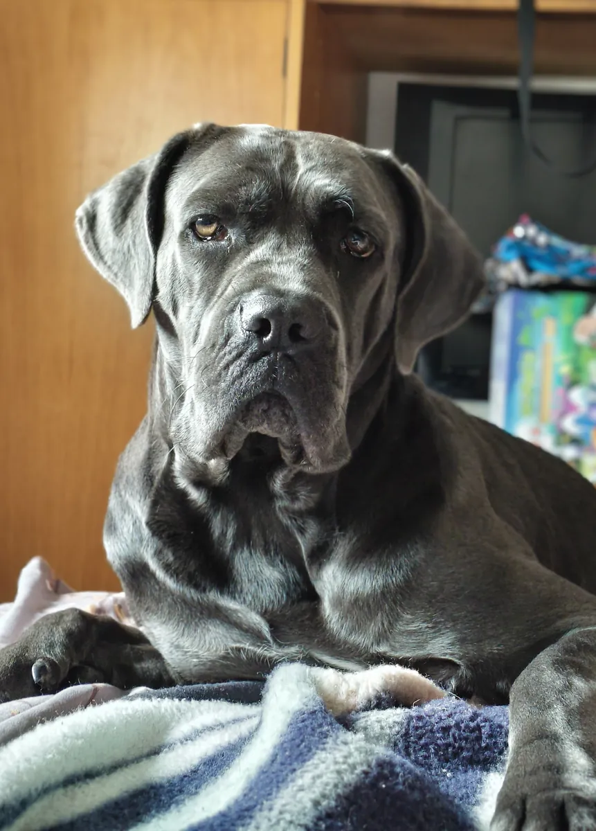 Female cane corso