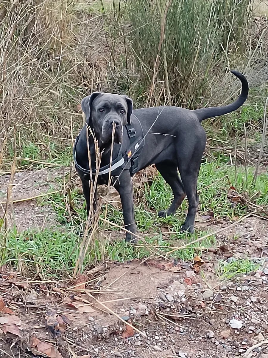 Female cane corso