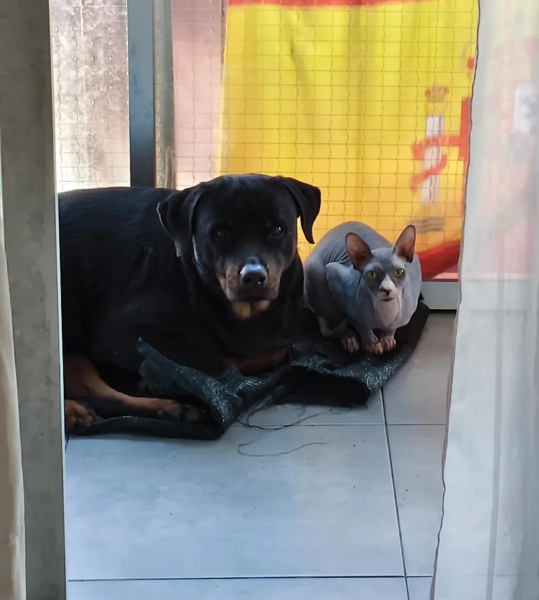 3 yaşında Rottweiler cinsi köpek sahiplenildi.
