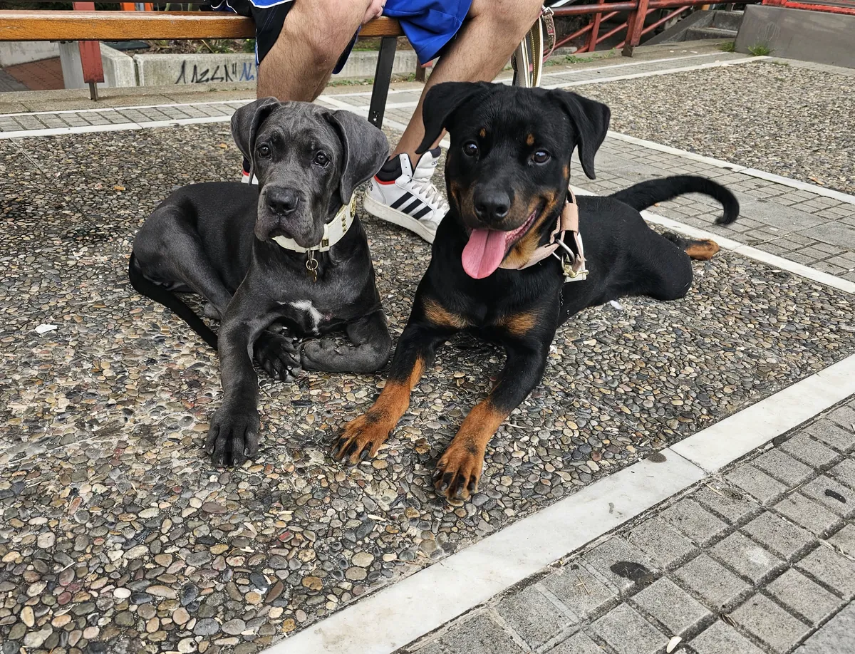 3 yaşında Rottweiler cinsi köpek sahiplenildi.