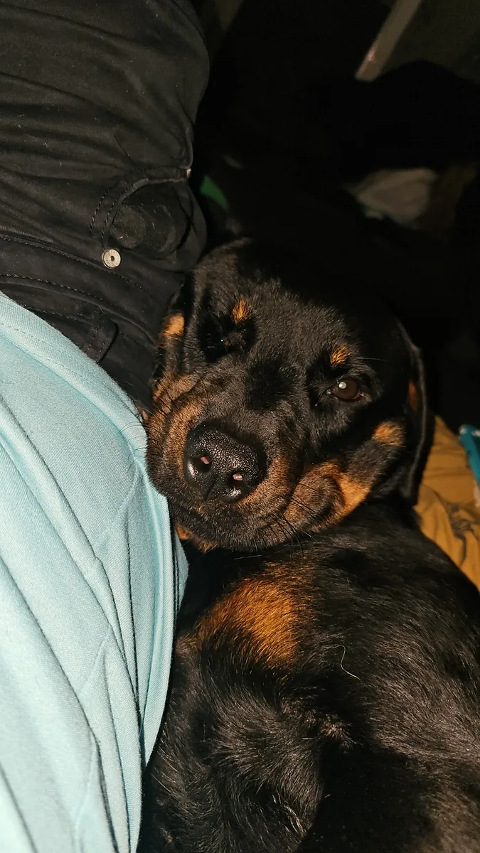 3 yaşında Rottweiler cinsi köpek sahiplenildi.