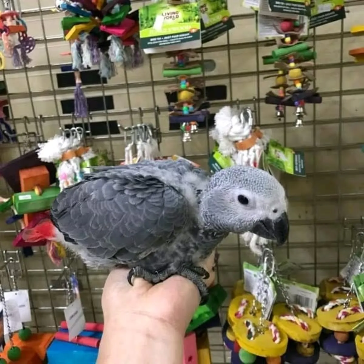 Desde huevos diminutos hasta leyendas parlantes: ¡Loros grises africanos y más!