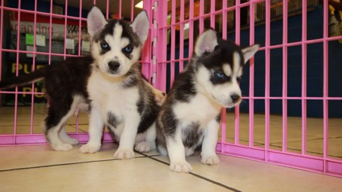 西伯利亚哈士奇幼犬