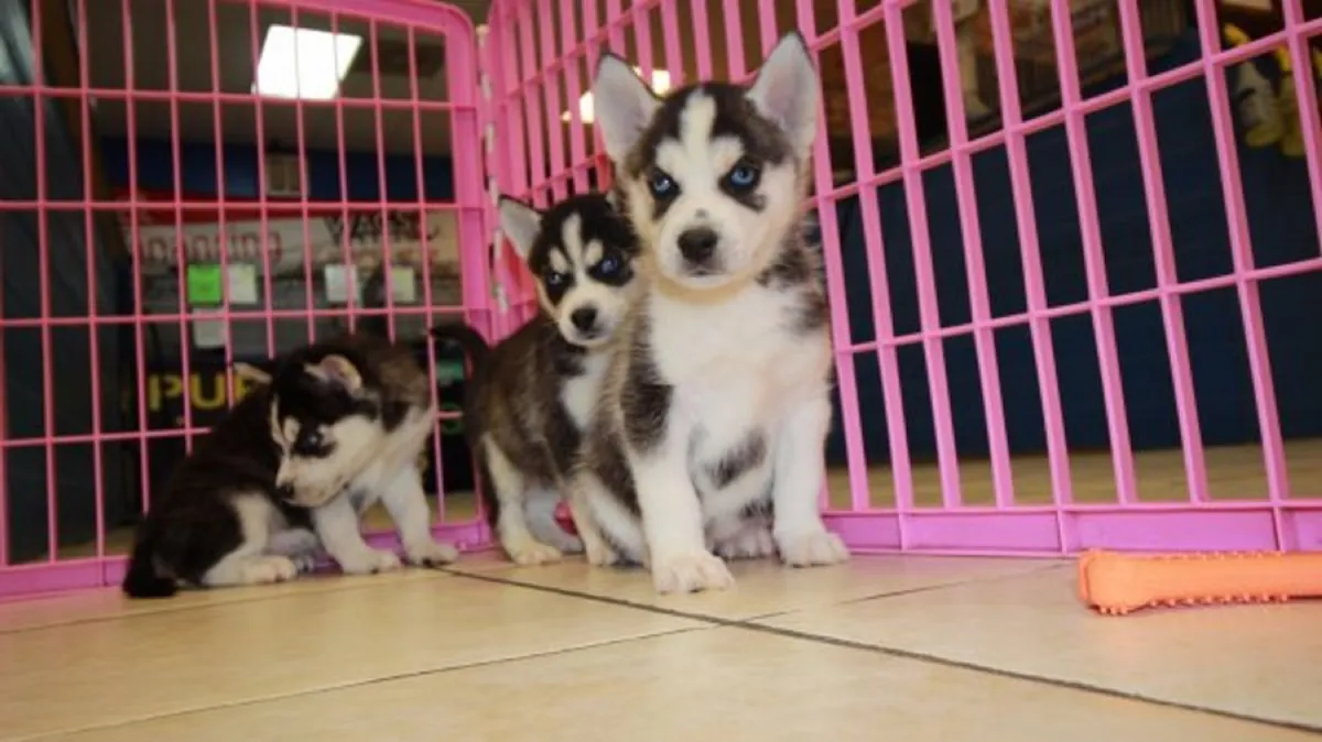 西伯利亚哈士奇幼犬