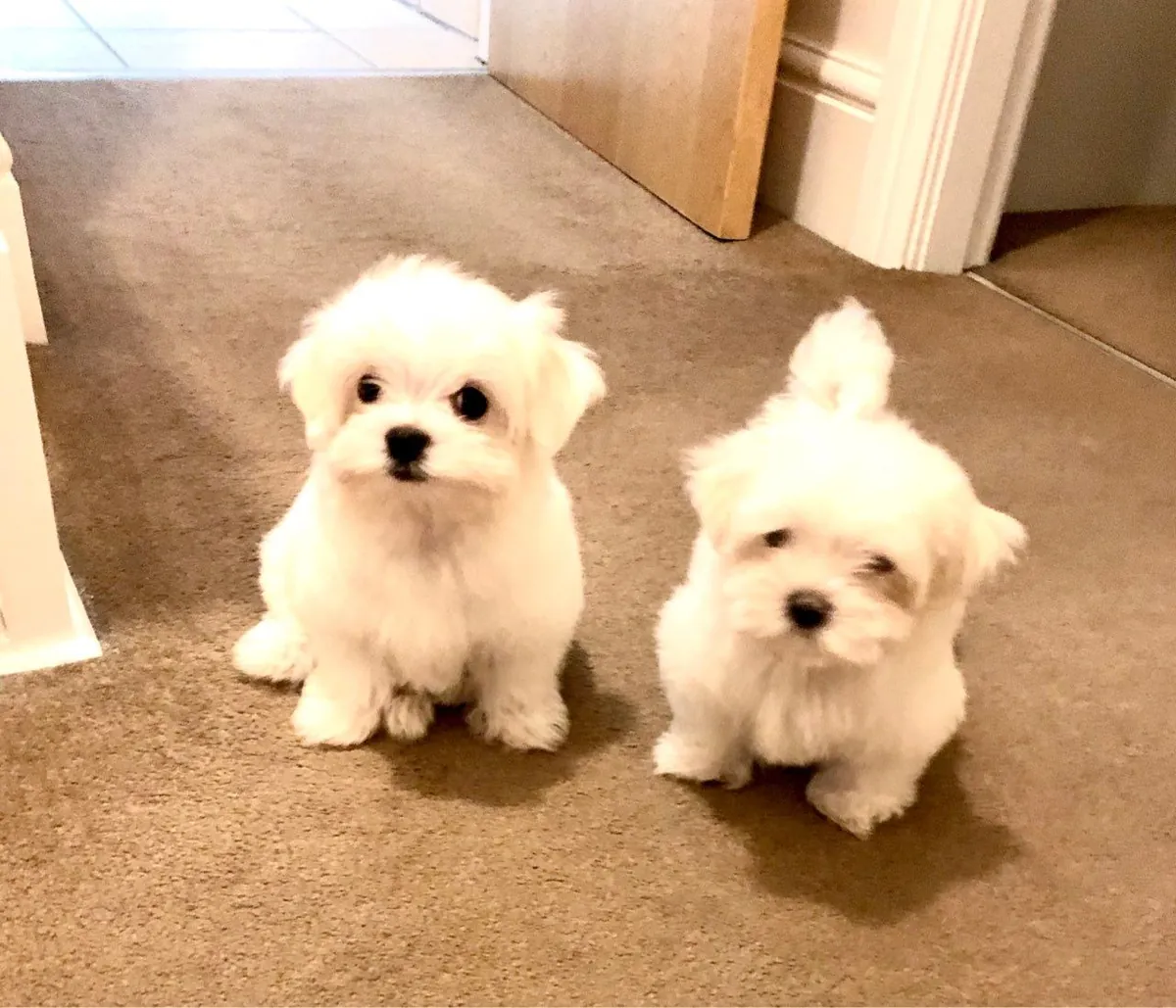 Cachorros malteses registrados