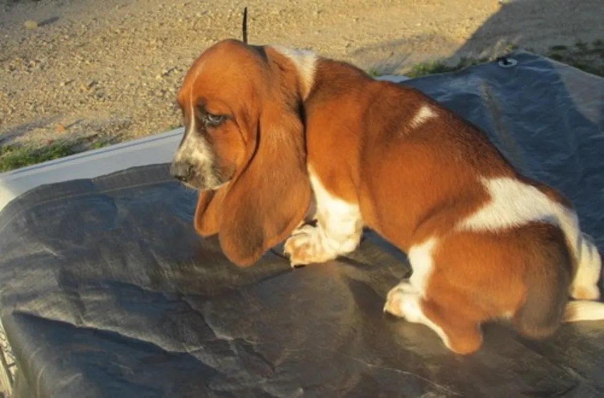 Well trained Basset Hound puppies available 