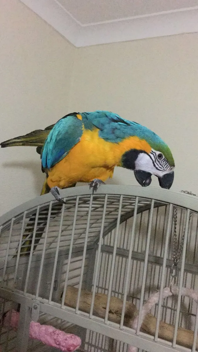 Pair of Blue and Gold Macaw Parrots 