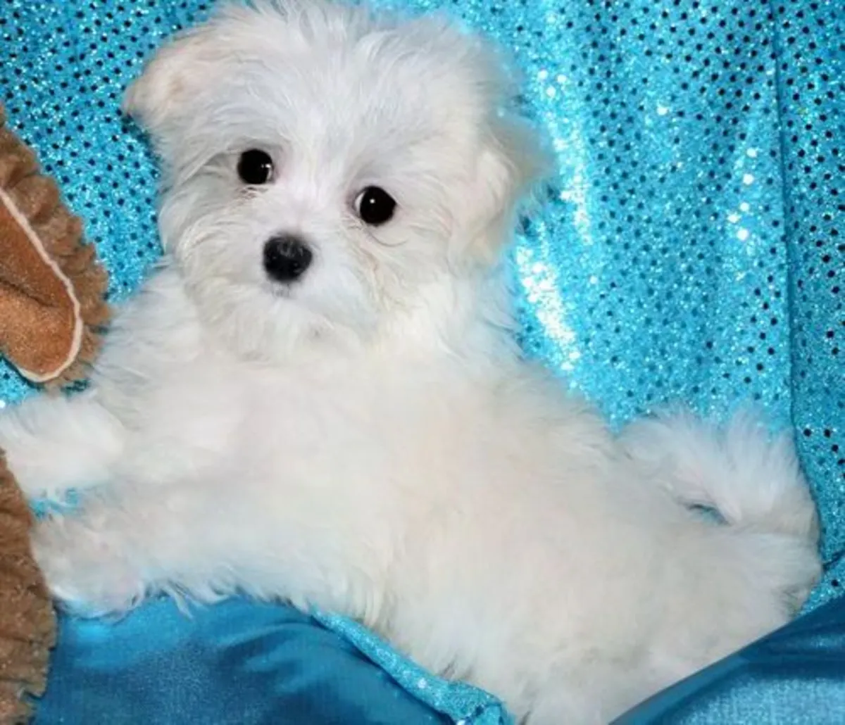 Male and female Maltese puppies available 