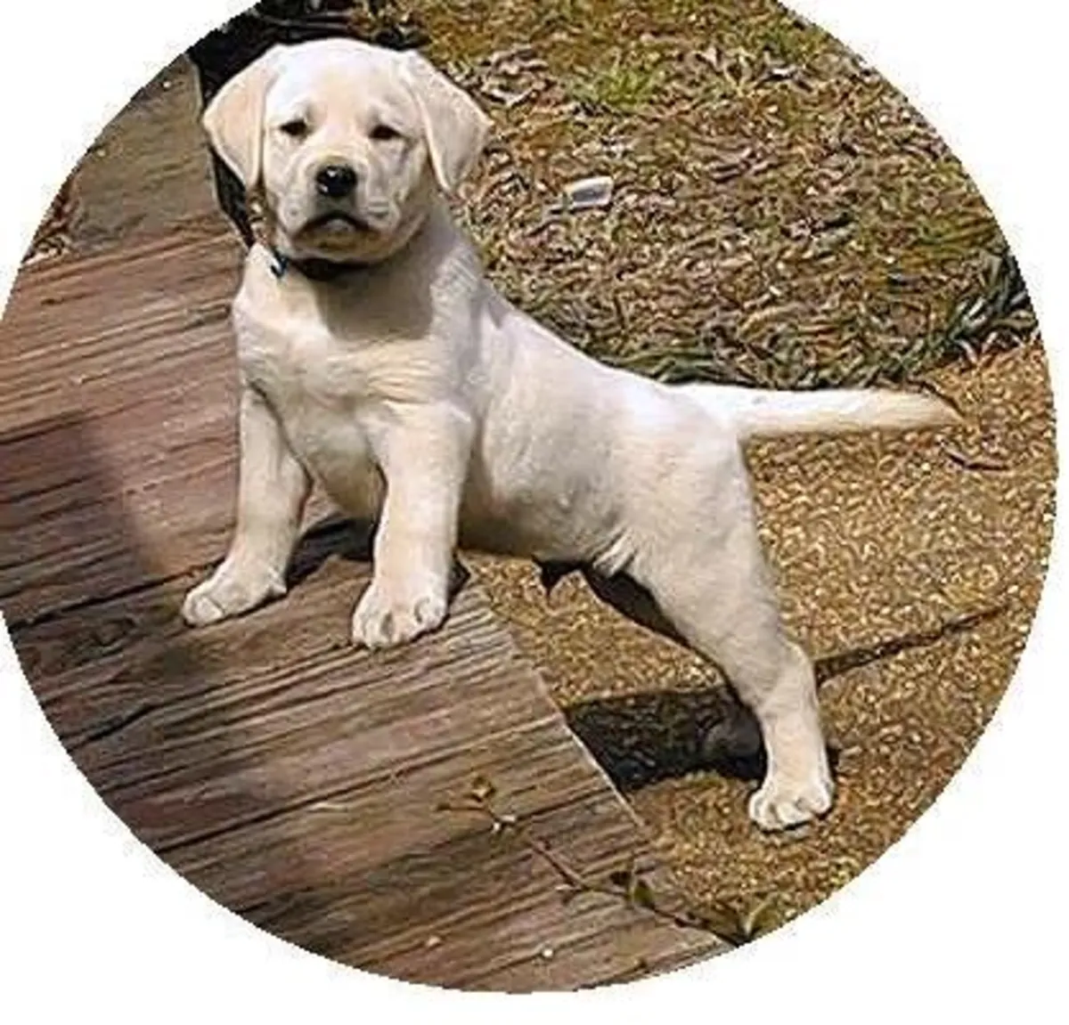 lovely Labrador puppies available 