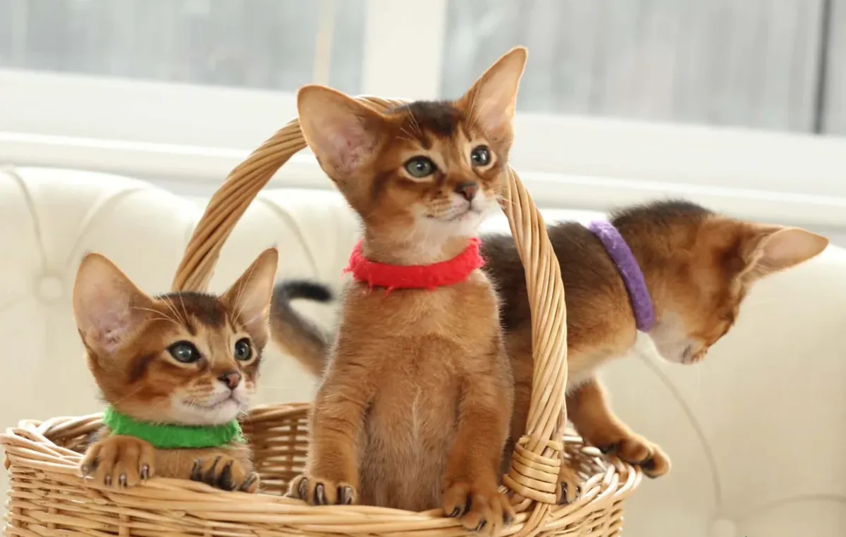 Abyssinian kittens