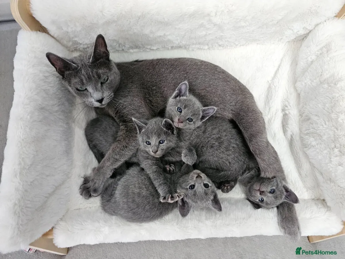 纯种俄罗斯蓝猫