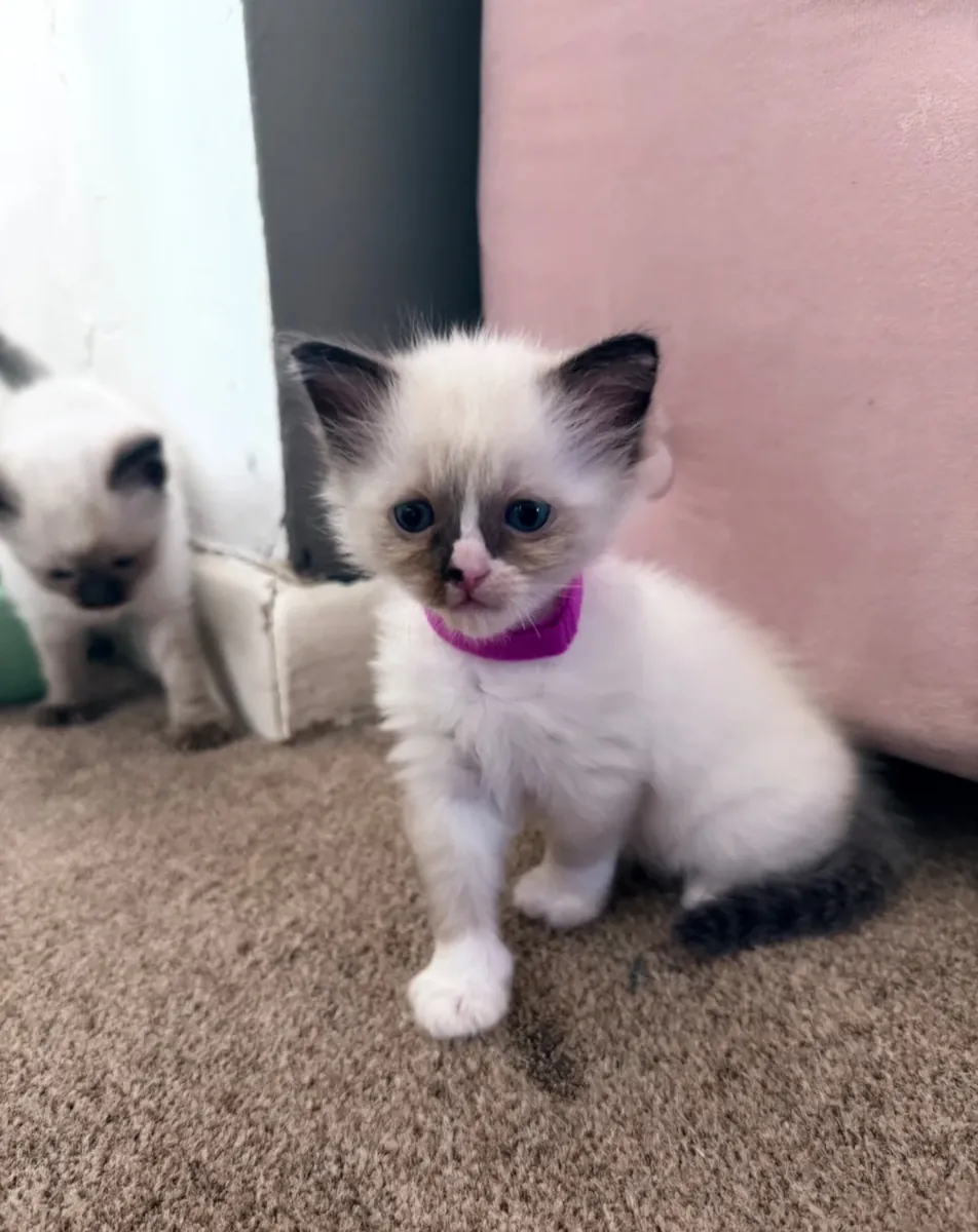 Ragdoll Kittens