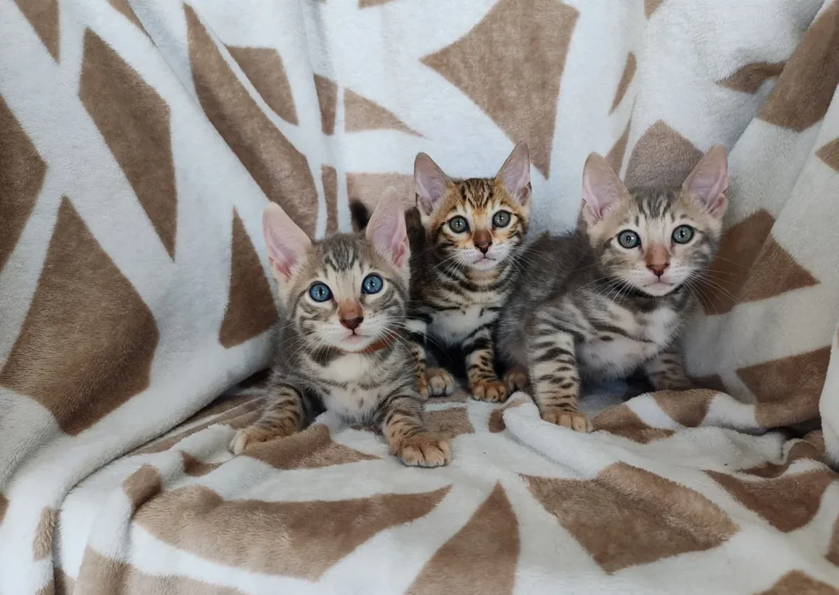 Редкие бенгальские котята