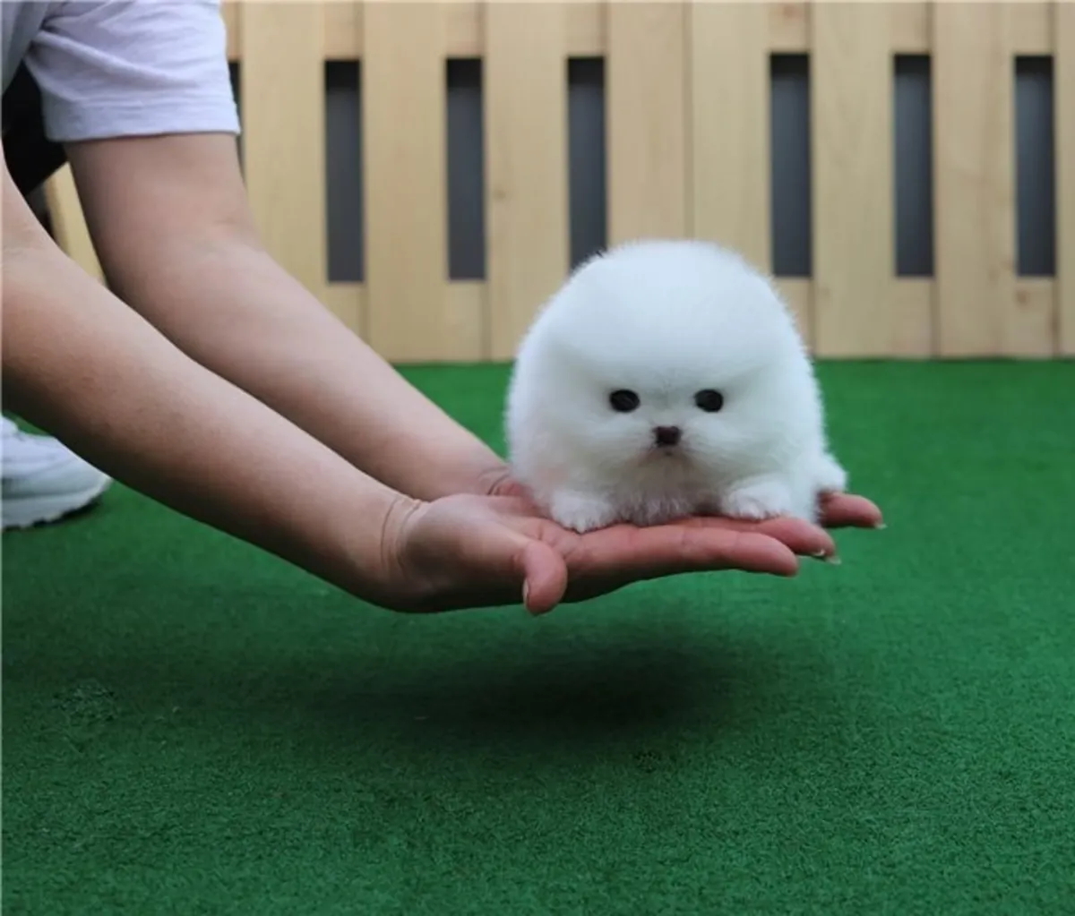 Cachorros Pomerania miniatura súper lindos en venta