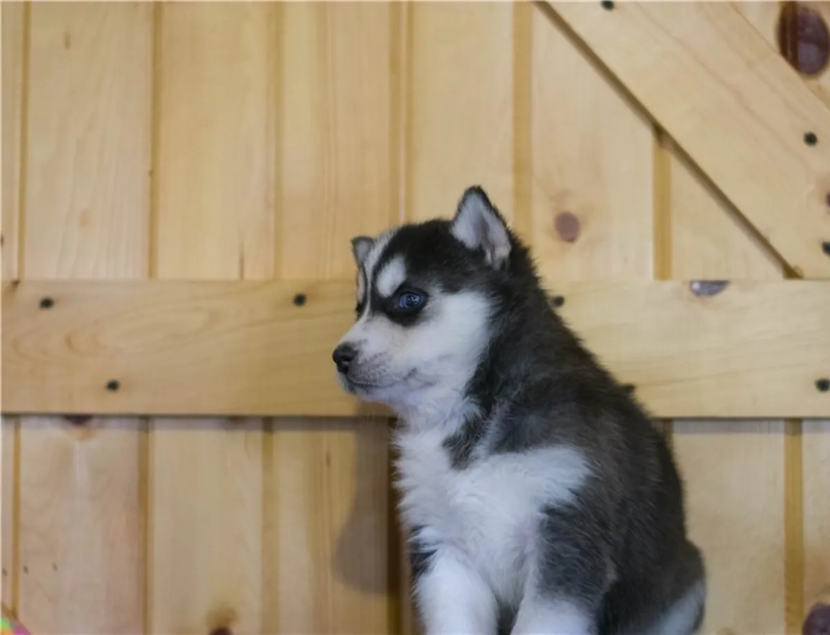 Perfect Siberian Husky Puppies