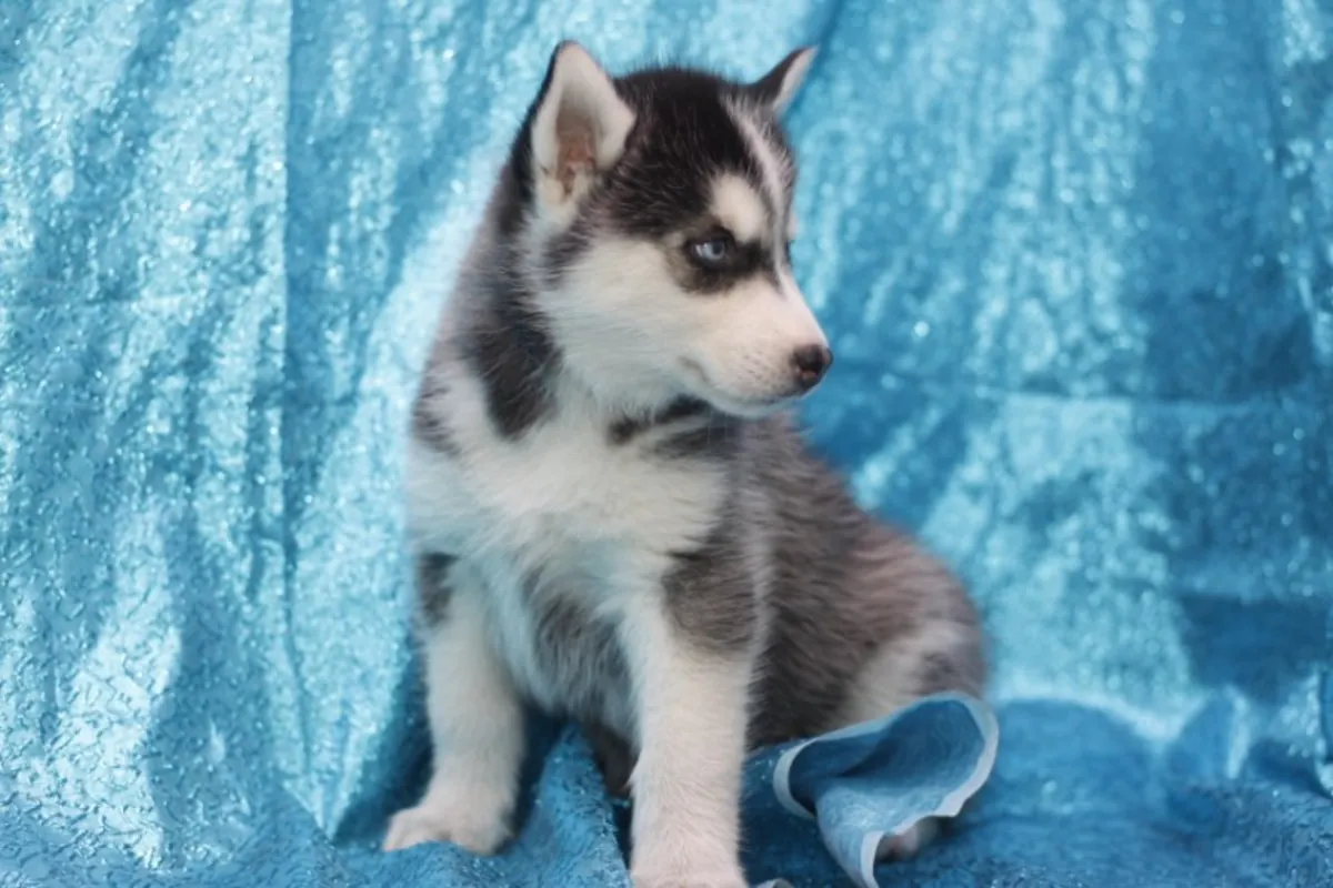 Perfect Siberian Husky Puppies
