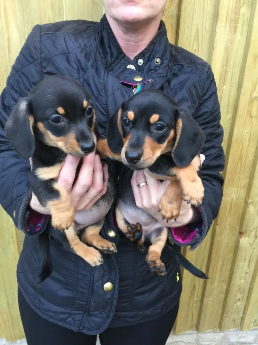 Well Socialized Dachshund puppies for sale