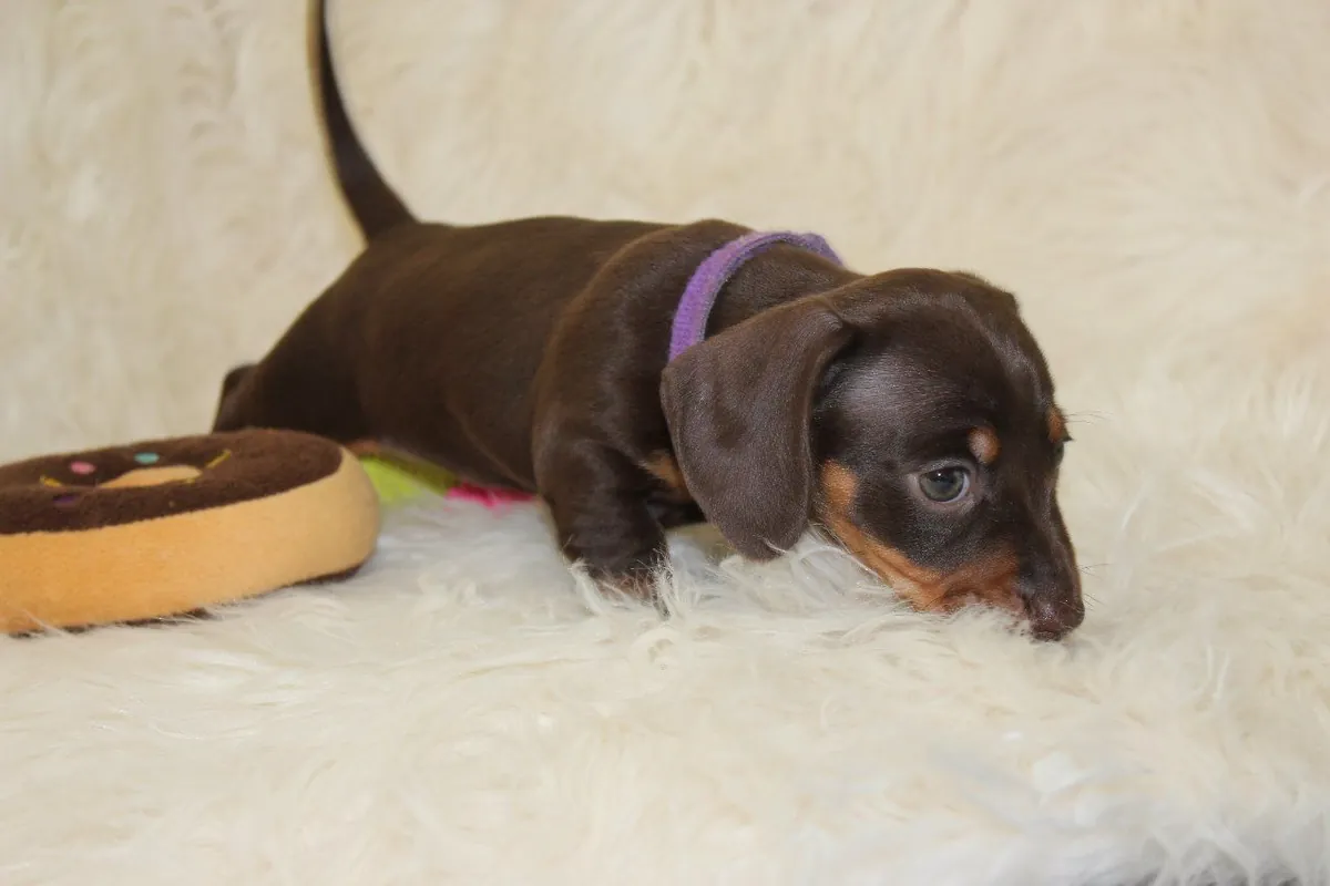 Well Socialized Dachshund puppies for sale
