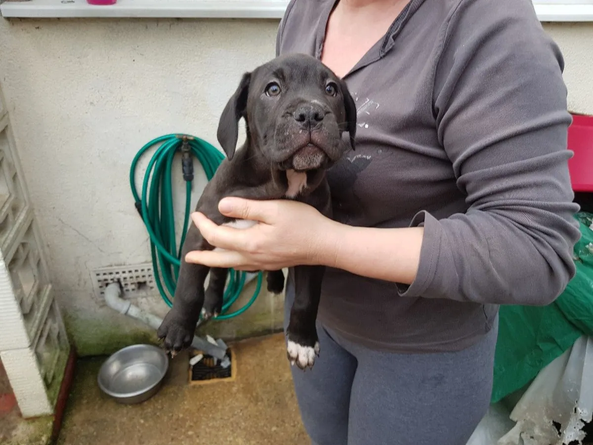 Perfect Cane Corso Puppies For Lovely Homes